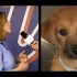 North Shore Animal League America – New York, NY