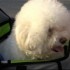 Last Annual Dog Day at Shea – New York, NY