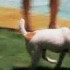 Greatest American Dog Judge Tells All