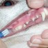 Canine dental anatomy