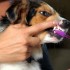 Veterinary dentistry on a budget