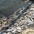 Viral hemorrhagic septicemia found in multiple species of fish