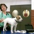 Pain tolerance in animals