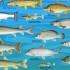 Viral hemorrhagic septicemia in fish