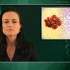 Pegylation does not improve tolerability of interferon alpha-2b for melanoma