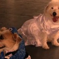 Elvis gets hitched!