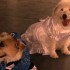 Elvis gets hitched!