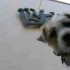 Elvis: The Bark Mitzvah – A Man and His Dog – New York, NY