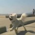 A Man’s Best Friend – Greatest American Dog