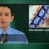 Microbleeds increase cerebral hemorrhage risk in warfarin users