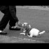 Meet the Breeds: The Parson Russell Terrier