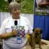 Meet the Breeds: The Border Terrier