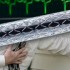 Thumbnail_20120306drgd003