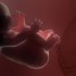 Intrapartum group B strep screening by PCR cost-effective