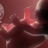 AAP Committee issues clinical report on suspected sepsis in the neonate