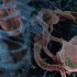 Increased risk of sudden cardiac death with HIV infection