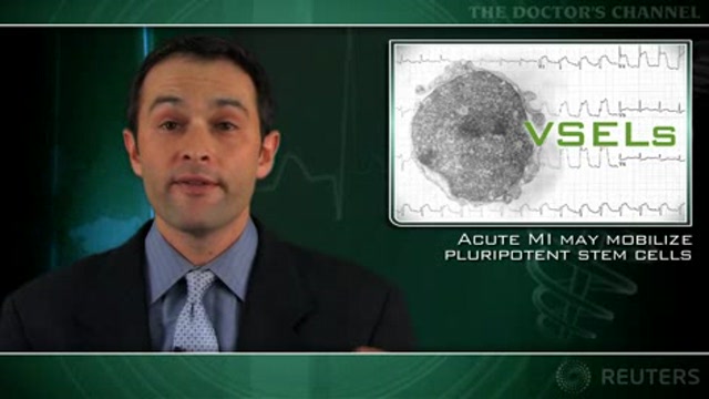 Acute MI may mobilize pluripotent stem cells Thumbnail