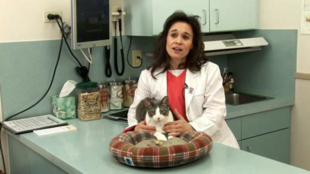 Preventing Animal Emergencies Thumbnail