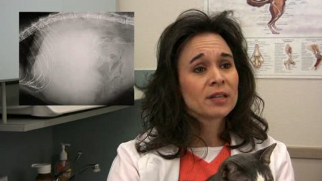Bleeding emergencies in animals Thumbnail