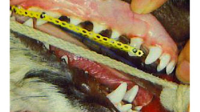 Dental Braces for Dogs Thumbnail