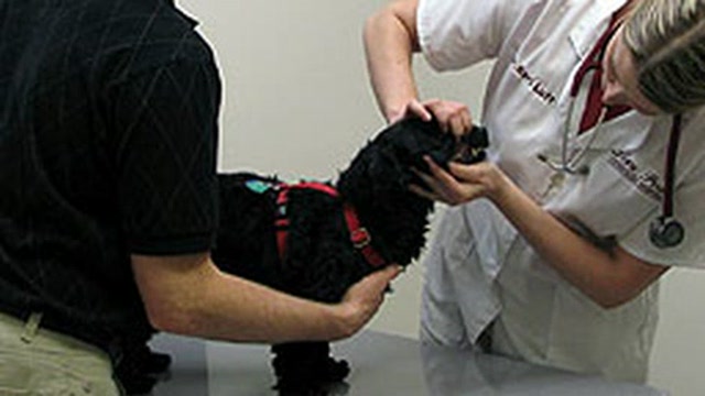Veterinary Education – How to become a veterinary dentist Thumbnail