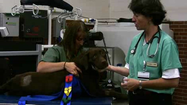 Canine Stroke Rehabilitation: Part 1 Thumbnail