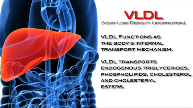 Why is low HDL associated with high triglycerides and increased cardiovascular risk? Thumbnail