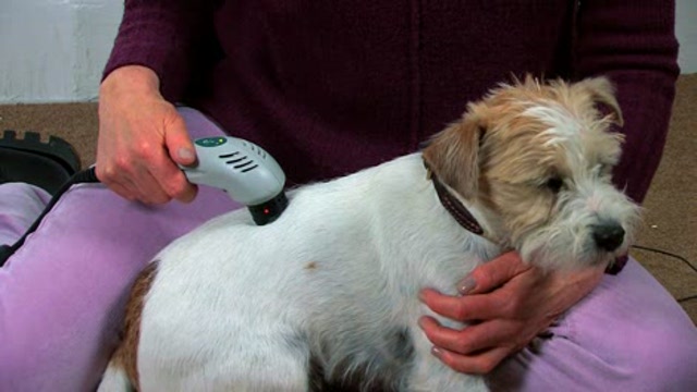 Animal Acupuncture Thumbnail