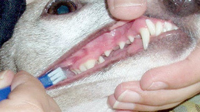 Canine dental anatomy Thumbnail