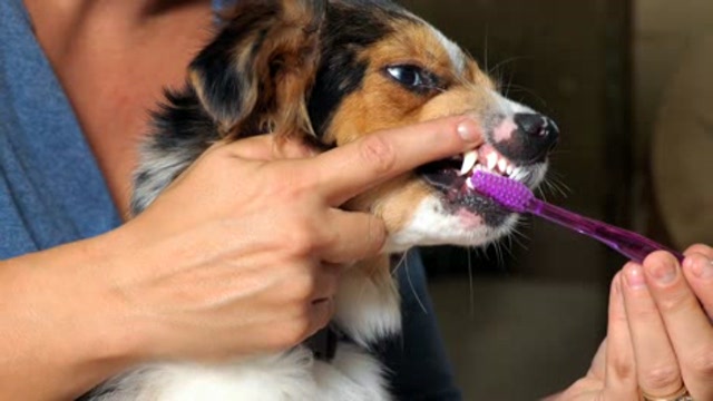 Veterinary dentistry on a budget Thumbnail