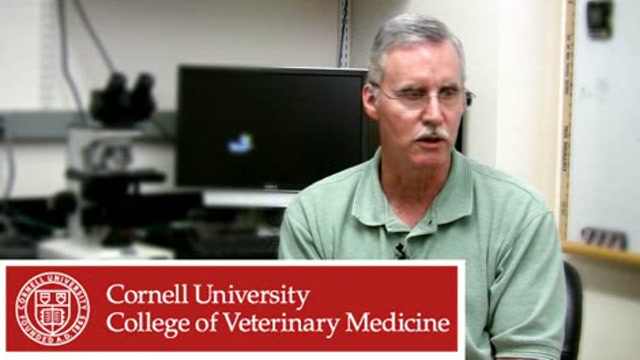 Genetic typing of Viral Hemorrhagic Septicemia in fish Thumbnail