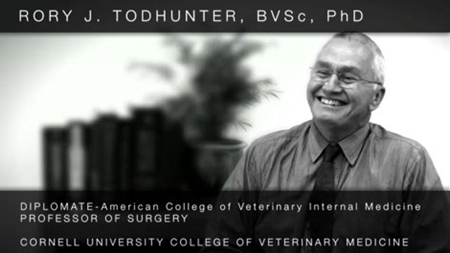 Funding for genetic research in dogs Thumbnail