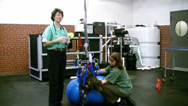 Canine Stroke Rehabilitation: Part 3 Thumbnail
