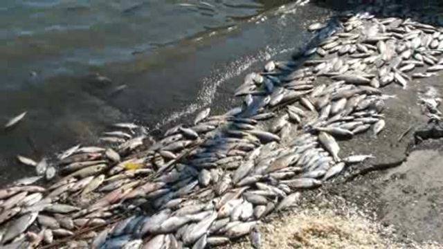 Viral hemorrhagic septicemia found in multiple species of fish Thumbnail