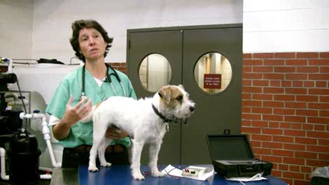 Pain tolerance in animals Thumbnail