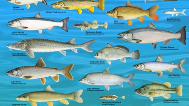 Viral hemorrhagic septicemia in fish Thumbnail