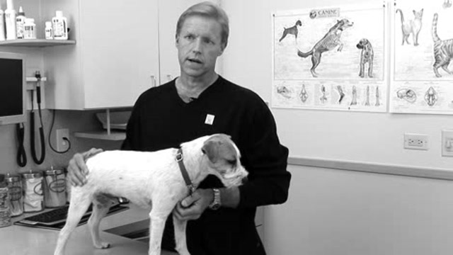 Canine Cognitive Dysfunction Thumbnail