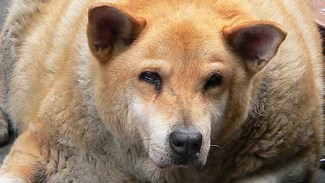 Canine and Feline Obesity Awareness and Treatment Thumbnail