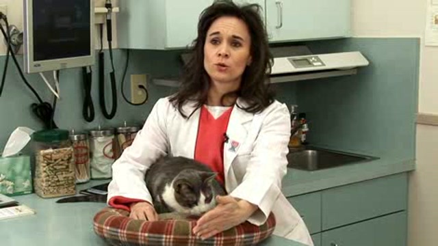 Pain Management in Veterinary Medicine Thumbnail