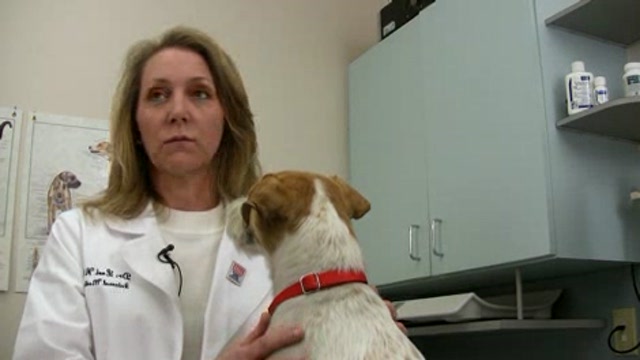 Canine Diabetes Thumbnail