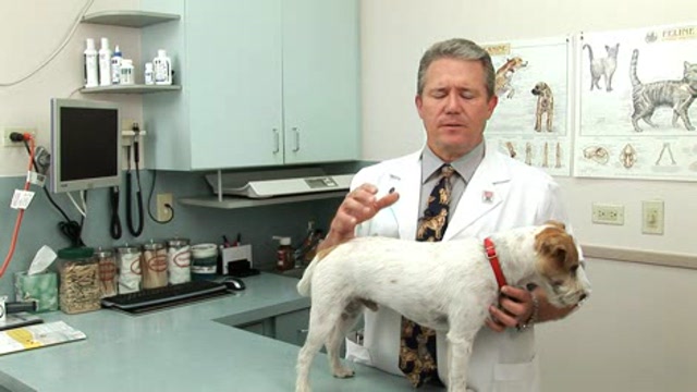 Encouraging Pet Diets Thumbnail