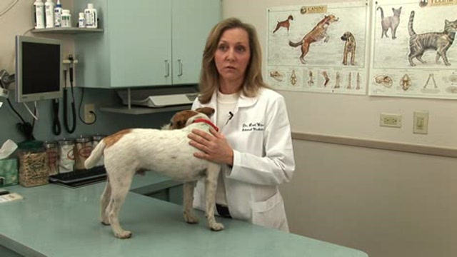 Experiences of a Veterinary Internist Thumbnail