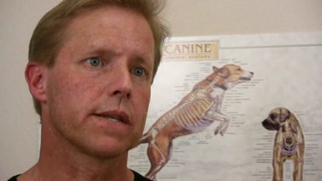 Diagnosis and Treatment for Syringomyelia in Dogs Thumbnail
