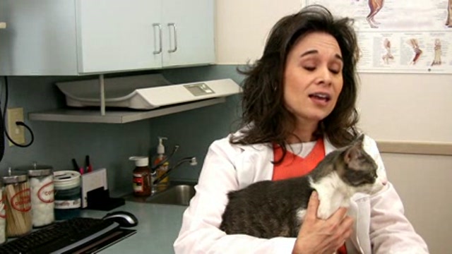 The Importance of Blood Types in Cats and Dogs Thumbnail