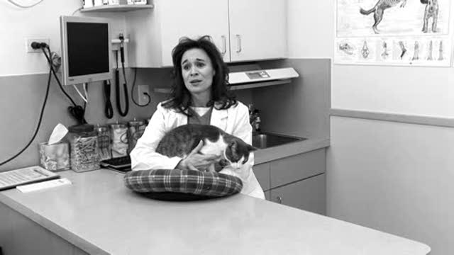 Neonatal Resuscitation in Veterinary Medicine Thumbnail