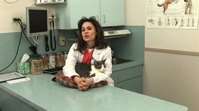 Pet CPR – What Happens in Case of Emergency? Thumbnail