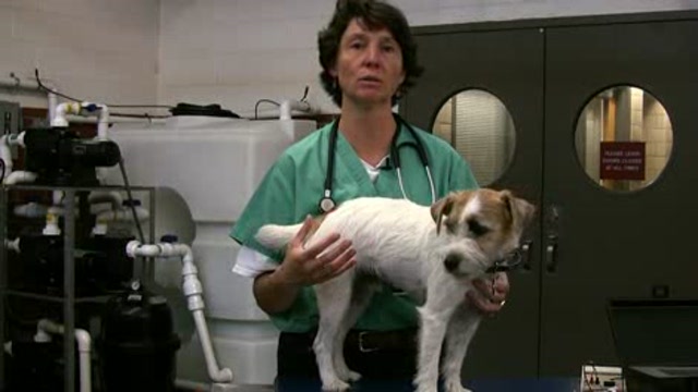 Managing Cancer-Related Pain in Animals Thumbnail