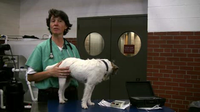 Behavioral and Physiological Signs of Pain in Animals Thumbnail