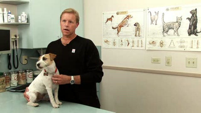 A Debilitating CNS Disease in Canines Thumbnail
