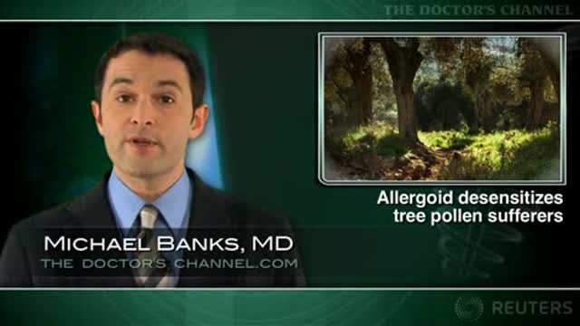 Tree pollen allergoid eases allergy symptoms Thumbnail